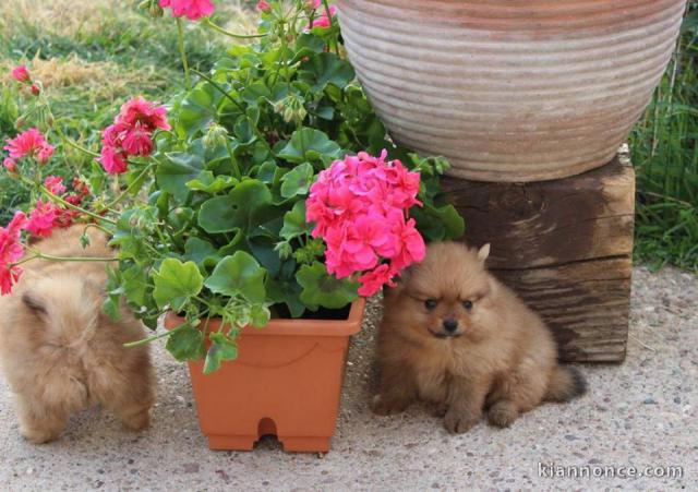 À donner Magnifiques chiots spitz nain