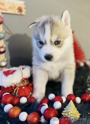 chiots siberian husky lof pour le noël