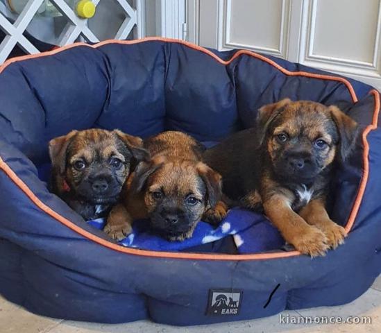 Magnifiques chiots border terriers 