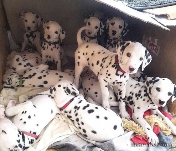 Chiots d’apparence dalmatiens 