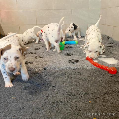 Chiots Dalmatien Adoption Disponible 