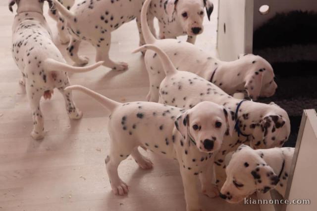 Chiots Dalmatien Adoption Disponible 