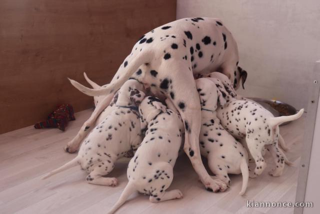 Chiots Dalmatien Adoption