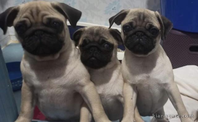 Adorables chiots Bouledogues Français 