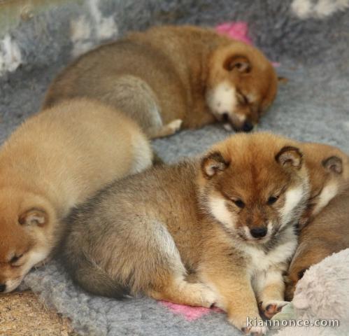 Superbes chiots Shiba INU 