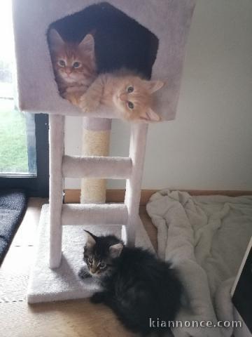 Chatons Maine Coon Agé de 3 Mois