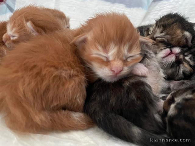 Chatons Maine Coon Agé de 3 Mois