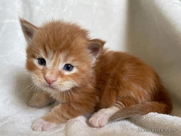 Chatons Maine Coon Agé de 3 Mois