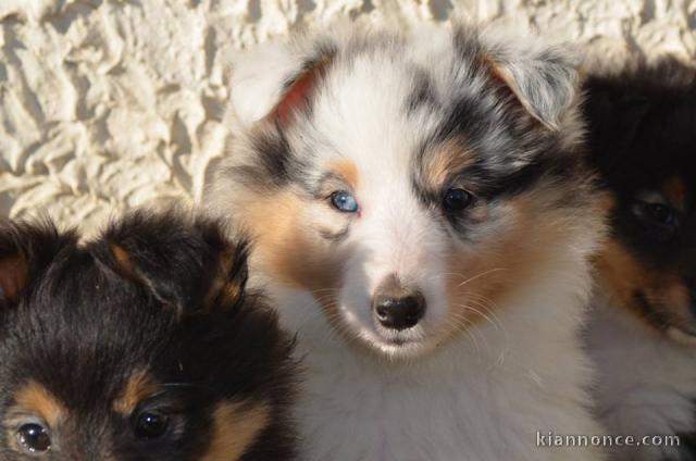 Magnifiques chiots berger shetland à donner 