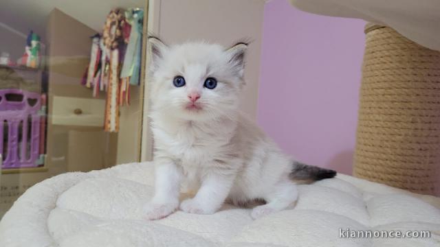 Chatons Ragdoll Adoption