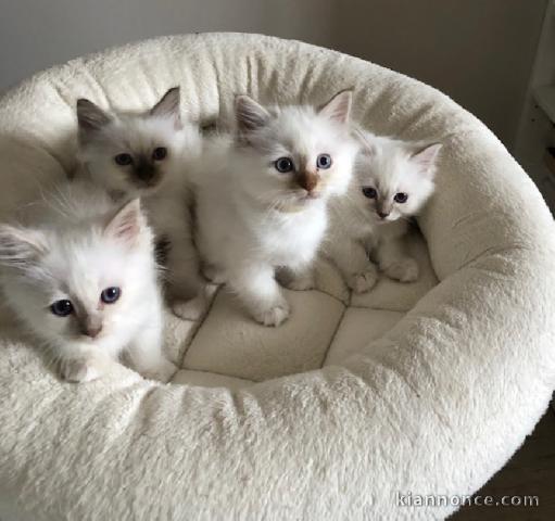 Chatons Sacré de Birmanie