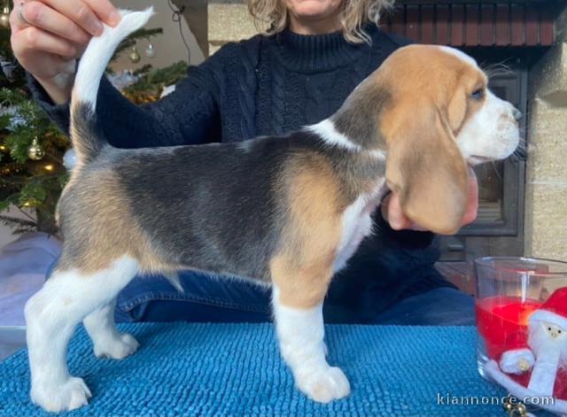 Chiots Beagle Agé de 3 Mois