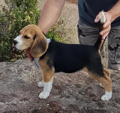 Chiots Beagle Agé de 3 Mois