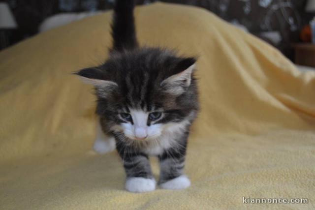 Adorables chatons type norvégiens à donner