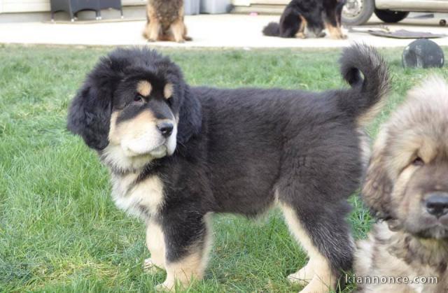 Chiots Dogue du Tibet