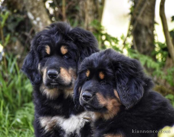 Chiots Dogue du Tibet