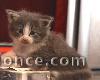 chaton norvégien adorable