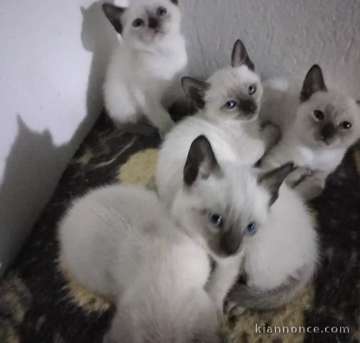 adorables chatons siamois 