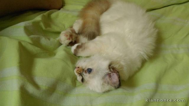 A donné très beaux chatons de race Sacré de Birmanie