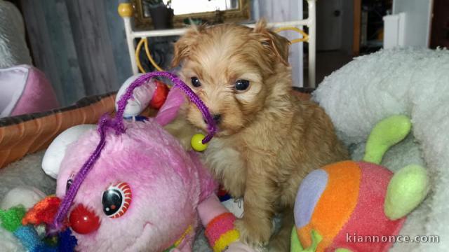 Magnifiques chiots bichon havanais a donné