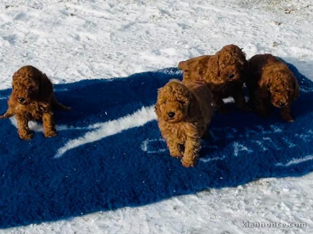 CHIOTS CANICHE LOF ADOPTION