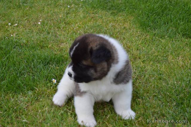 A donné Chiots de race Akita américain