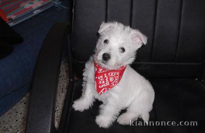 chiot westie de trois mois