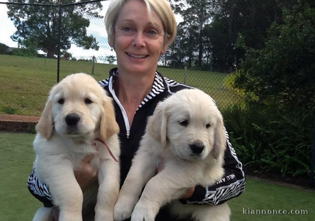 Chiots disponibles Golden retriever à vendre   Contact pour plus 