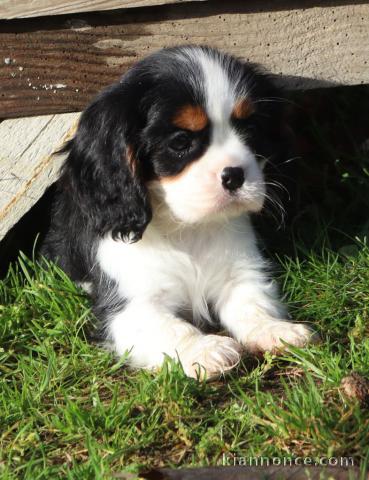 Chiots Cavalier King Charles Spaniel