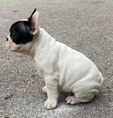 Bouledogue français a donné