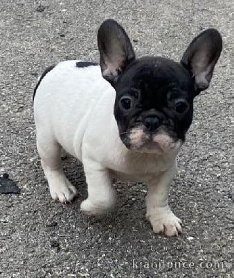 Bouledogue français a donné