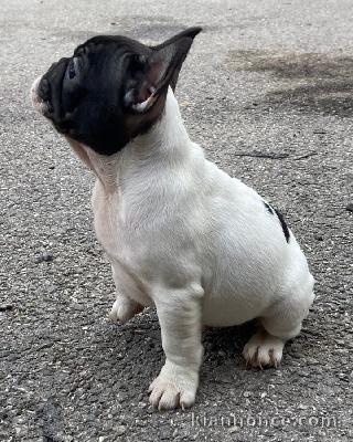 Bouledogue français a donné