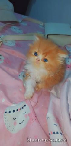 Chatons Persan Age de 3 Mois