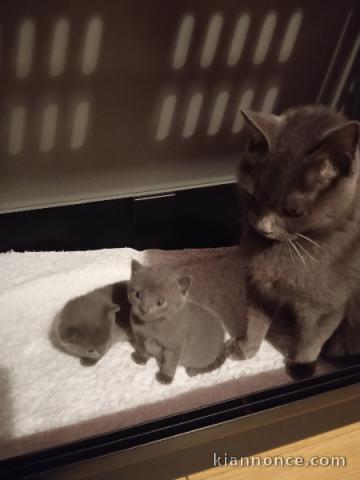 Chatons Chartreux Age de 3 Mois