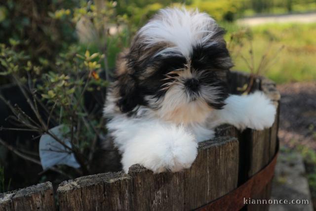 Chiots shih-tzu femelle a donné