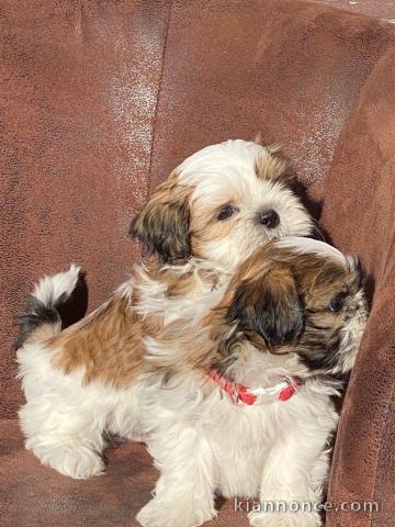 Chiots shih-tzu femelle a donné