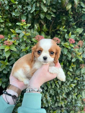 Chiots Cavalier King Charles Spaniel