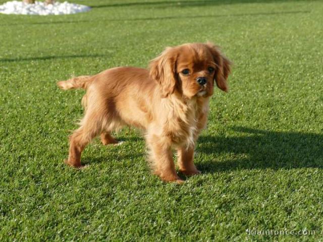 Chiots Cavalier King Charles Spaniel