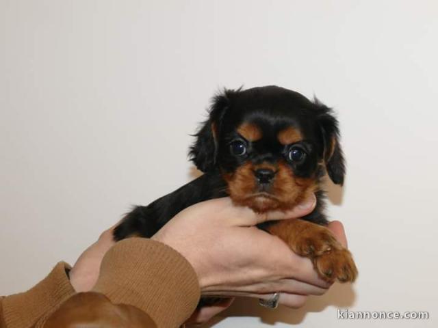 Chiots Cavalier King Charles Spaniel