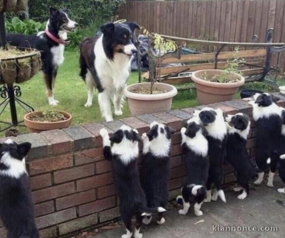 Magnifiques Border collies 