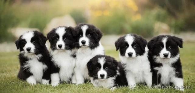 Chiots d’apparence border collies 