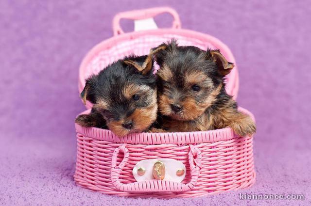 Chiot type yorkshire pour adoption