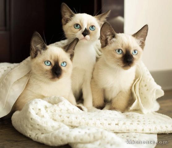 Chatons d’apparence ragdoll 