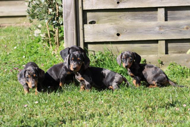 chiots Teckels à adopter