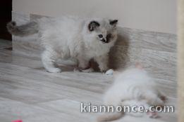 chatons Ragdoll à donner contre bon soins