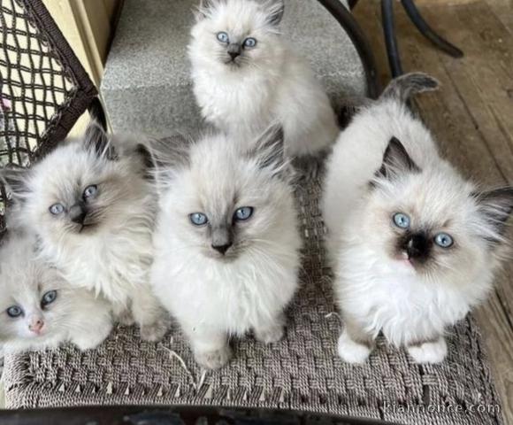 Adorables chatons ragdoll 