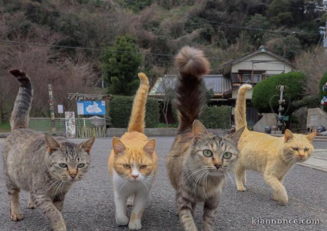 Superbes chatons Maine coon 