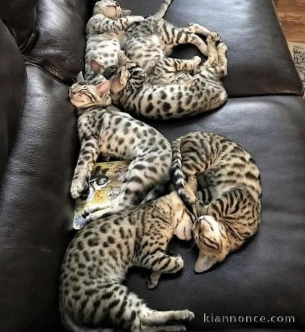 Adorables chatons Bengal 