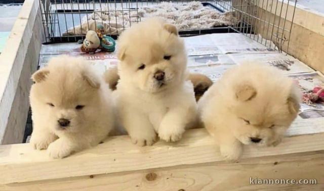 Magnifiques chiots Spitz naine 