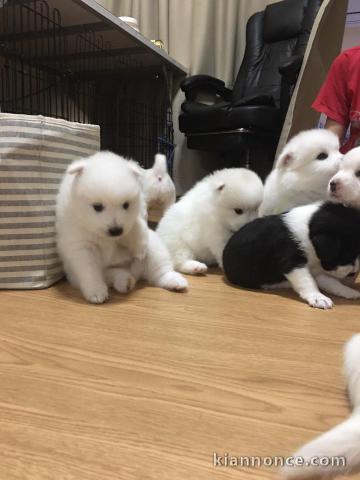  Chiots Spitz nains  mâle et femelle